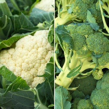 Chou fleur & brocoli