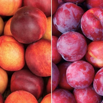 Nectarines et prunes rouges