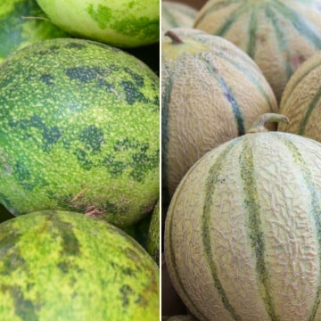 Pastèque et melon