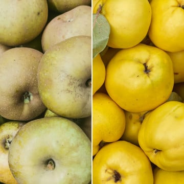 Pommes canada grise et coing