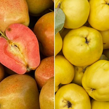 Pommes kissabel et coing