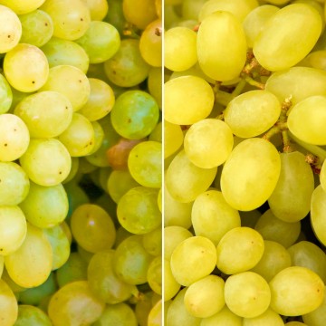 Raisins blancs et raisins arra