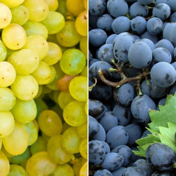 Duo de raisin blanc & noir