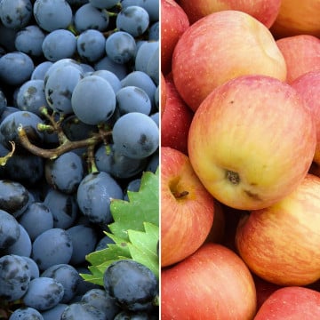 Raisin de Muscat et pommes Gala