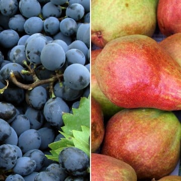 Raisin noir & poires Grafin