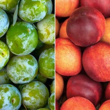 Prunes Reine Claude et nectarines