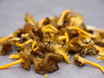 Chanterelle jaune/grise