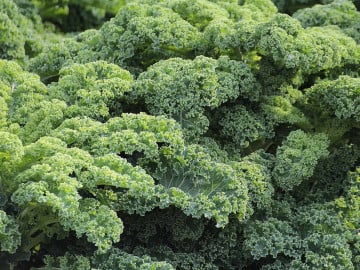 Chou Kale