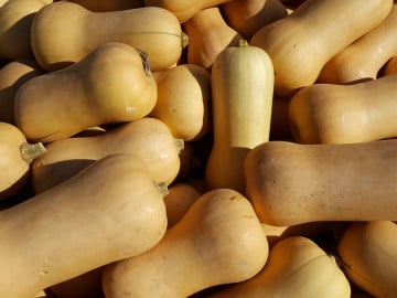 Courge Butternut