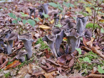 Trompettes de la mort