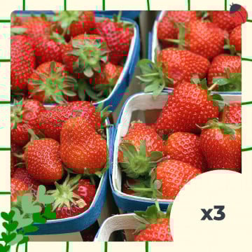3 barquettes de fraises
