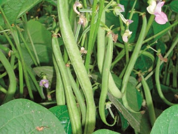 Haricots