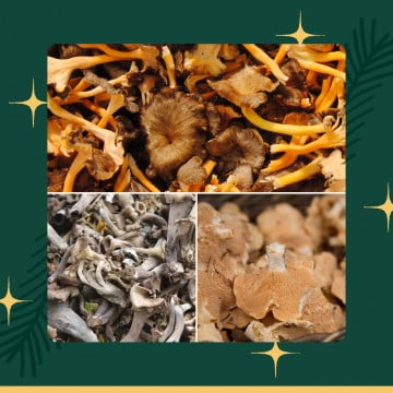 Mélange de champignons forestiers