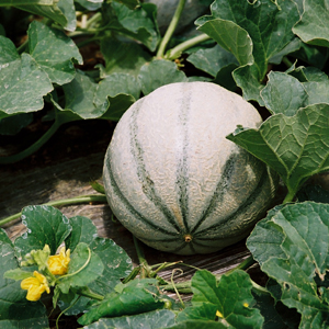 Melon