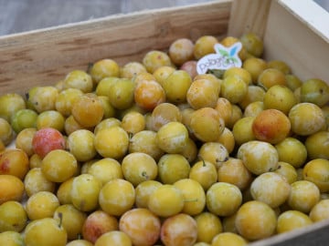 Prunes Mirabelle