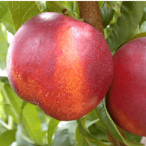 Nectarines
