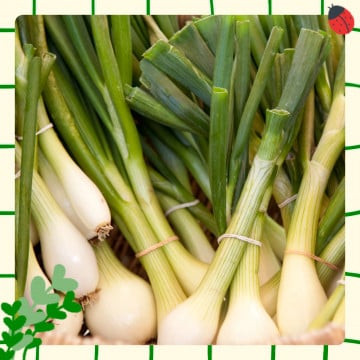 Botte d'oignons nouveaux