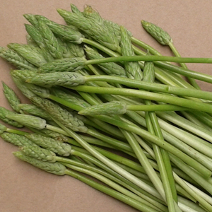Asperge des bois