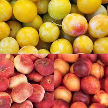 Panier de fruits de saison