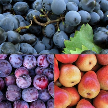 Panier de fruits de saison