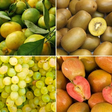 Panier de fruits de saison