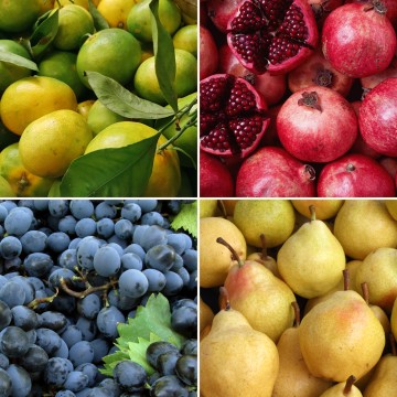 Panier de fruits de saison