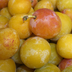 Prunes