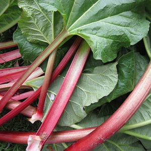 Rhubarbe