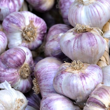 Ail violet nouveau