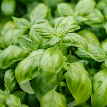 Basilic
