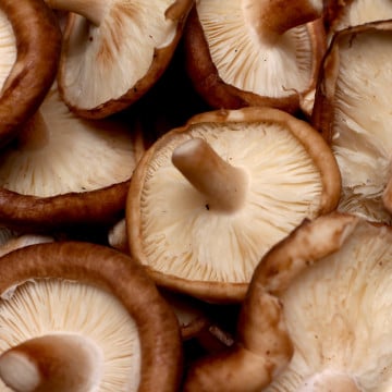 Champignons Shiitakes