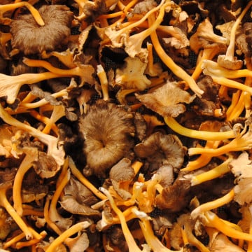 Chanterelles