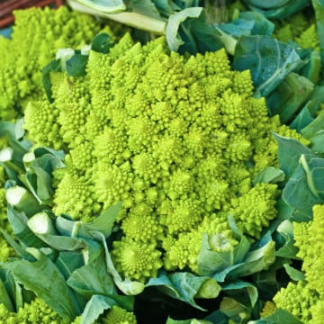 Chou romanesco
