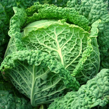 Choux frisés verts Choux frisés verts