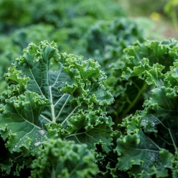 Choux Kale Choux Kale