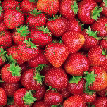 Fraises Mara des bois