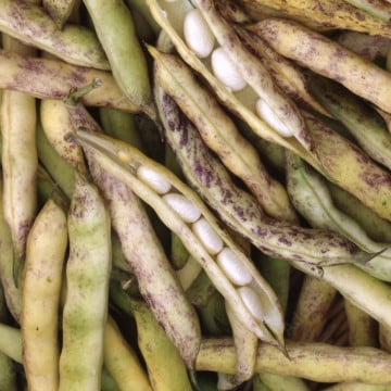 Haricots coco de Paimpol
