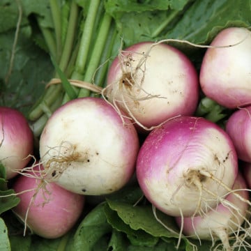 Navets primeurs