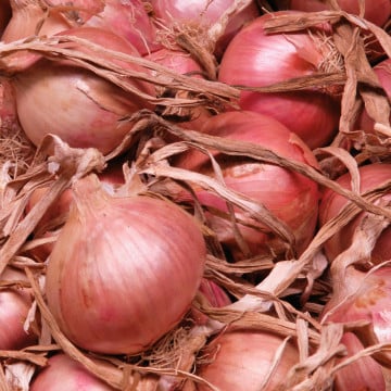 Oignons roses de Roscoff