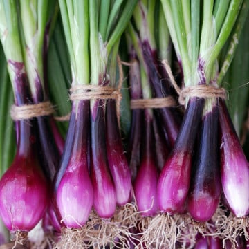 Oignons nouveaux rouges
