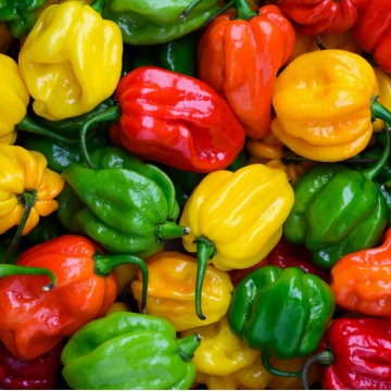 Piments Antillais