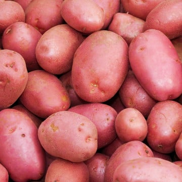 Pommes de terre rouges
