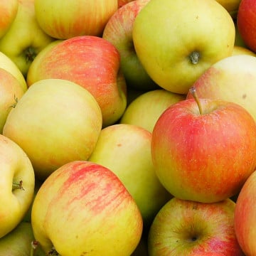 Pommes rubinstep Pommes rubinstep