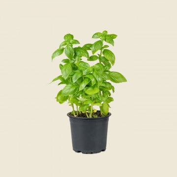 Pot de basilic