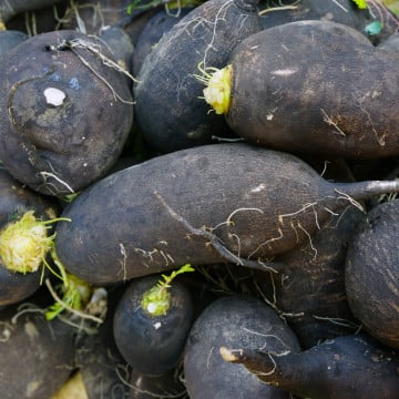 Radis noirs