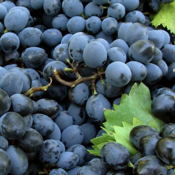 Raisin noir
