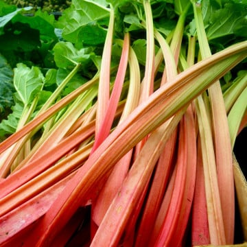 Rhubarbe