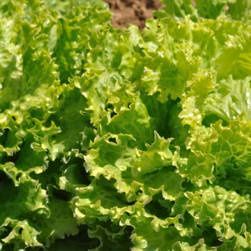 Salades Batavia