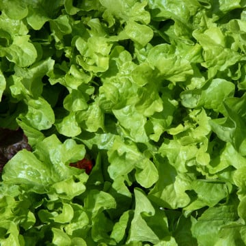 salades feuilles de chene
