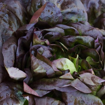 Salades laitues rouges Salades laitues rouges